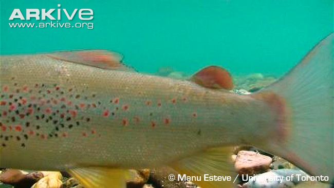 Salmo obtusirostris (Heckel, 1851)